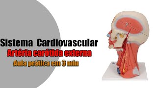 Uma visão geral da artéria carótida externa  Anatomia  Anatomia Humana [upl. by Athal]