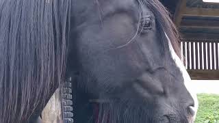 Hetty the shire horse shirehorse horse equestrian manorfarm england [upl. by Nahtnanhoj]