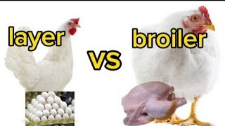 broiler chicken vs layer chicken ano ang pagkaka iba [upl. by Leihcey]