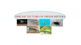 8 DISEASE VECTORS OF ORDER DIPTERA  SEM VI  INSECTS VECTORS AND DISEASES [upl. by Orose]