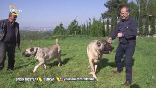 Sadık Dostlar  Köpeklerin Beslenme ve Bakımlarında Yapılan Hizmetler Nelerdir [upl. by Leamhsi]