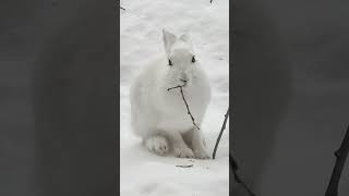 The Mountain Hare Lepus timidus [upl. by Anikehs]