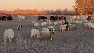 Grazing stockpiled forage January 31 in Minnesota [upl. by Henrie]