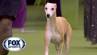 Bourbon the whippet wins Best Hound at 2020 Westminster Dog Show  FOX SPORTS [upl. by Hanser]