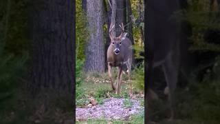 This buck is so mellow [upl. by Stroud560]