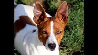 Rat Terrier Clearbrook Rat Terriers [upl. by Aicsila]