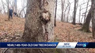 Iowas oldest oak tree in danger after tornado damages it [upl. by Connolly695]