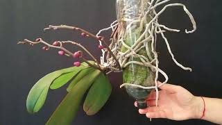 RECICLA BOTELLAS DE PLÁSTICO PET EN MACETAS COLGANTES PARA ORQUÍDEAS ♻️ IDEA CON RECICLAJE ♻️ [upl. by Britte]