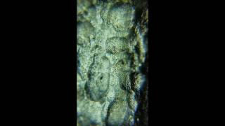 Moldavite  Inside amp out under a microscope [upl. by Gerianne]