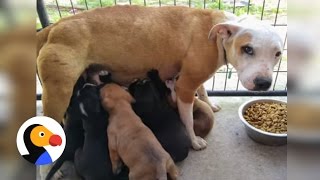 Dog Leads Rescuers To Puppies She Was Hiding  The Dodo [upl. by Ainavi971]