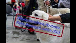 Międzynarodowa Wystawa Psów Rasowych Lublin 2023 [upl. by Navek]