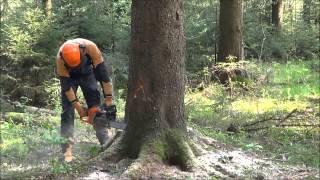 Baumfällung Baum fällen Fällen einer 30m Fichte Forstarbeit [upl. by Legin]