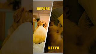 Hilarious Moment Golden Retrievers Bed FAIL [upl. by Steel55]