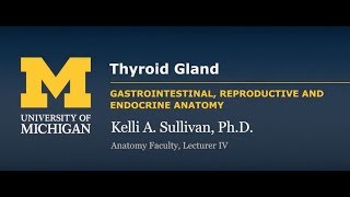 Endocrine System Thyroid Gland [upl. by Bigner]