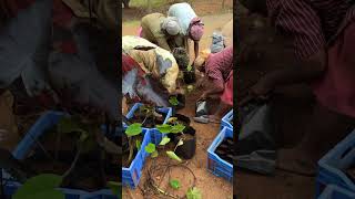 colocasia kovaiwatergarden [upl. by Casimir]