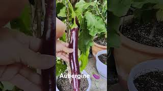 Aubergine 🍆 homegrown talong aubergine containergardening [upl. by Llewsor863]