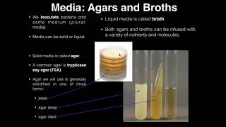 Lab Exercise 1 Introduction to Microbiology [upl. by Lebasi]