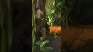 🐏🐌 Ramshorn Snail Planorbarius corneus [upl. by Nus133]