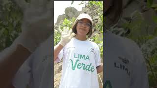 VOLUNTARIADO DE LA MUNICIPALIDAD DE LIMA ARBORIZA DIFERENTES DISTRITOS [upl. by Dyl]