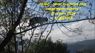 Le chat voleur de poulet 21 octobre 2024 by K47CB [upl. by Nanice256]