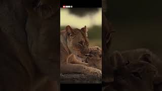 Untamed Kingdom reels leopardroar shortvideo leopardlove trending funnypictures lion zoo [upl. by Mick]