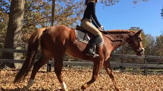 Riding in a Flower Hackamore for the First Time [upl. by Edie174]