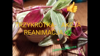 TRZYKROTKA  AKCJA REANIMACJA Cz II [upl. by Roseline]