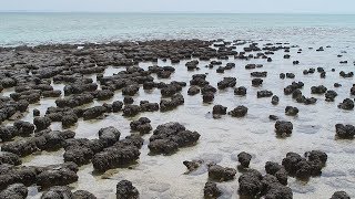 Live samples of stromatolite life forms oldest in the world found in Australia [upl. by Enajiram]