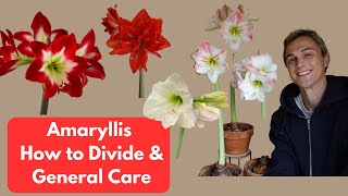 Amaryllis How to Divide with Easy Planting Demo amp Care Tips Hippeastrum [upl. by Loma]