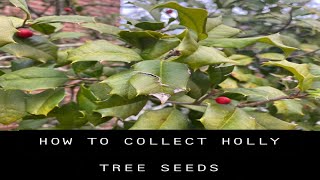 How to Collect American Holly tree Seeds Germination tips [upl. by Melli]