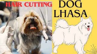 dog Lhasa full aggressive home service visit Pune [upl. by Kcitrap]