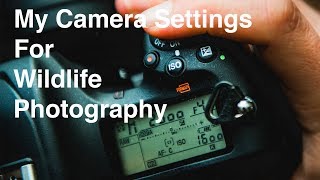 Wildlife Photography Nikon camera settings [upl. by Parsons]