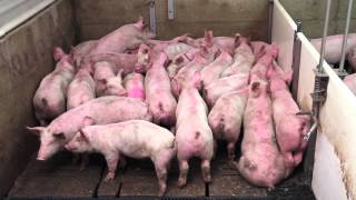 Smart Pig Handling  Part 1 of 2  Basic Pig Behaviour [upl. by Lesab]