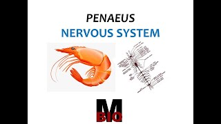 PENAEUS NERVOUS SYSTEM [upl. by Ihskaneem406]