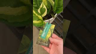 New Costa Farms Trending Tropicals at Walmart  May 2023 bigboxplantshopping [upl. by Marin]