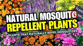 Top 15 Plants That NATURALLY Repel Mosquitoes 🦟 Natural Repellent Plants That Keep Mosquitoes AWAY 😱 [upl. by Hgielsel557]