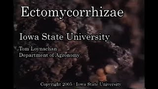 Ectomycorrhizae [upl. by Enitsugua]