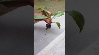 How to propagate BryophyllumPathor kuchi Plant☘️shortsshortsfeedyoutubeshortsbryophyllumnature [upl. by Nilson]