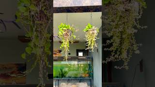 diy bird nest🪺hanging plants🌼diy plantingideas plants birds nature plant beautiful clam [upl. by Nawram]