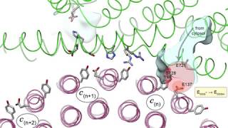 Proton transport through a v ATPase proton channel [upl. by Cheadle]