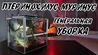 Пересадка МУРИНУСА Pterinochilus murinus и уборка террариума [upl. by Dnomsed]