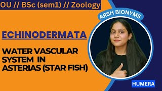 water vascular system in star fish  Osmania University Zoology sem 1 humera [upl. by Leruj]