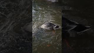 Beautiful Mallard Dabbling Duck Feeding Off the River Bottom [upl. by Junina]