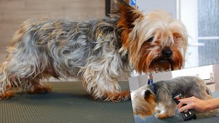 Full Grooming Yorkshire Terrier  From Start to Finish [upl. by Navetse]