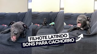 Filhote de cachorro latindo e pulando  Sons para cachorro  Latido de pitbull filhote [upl. by Amsden386]