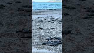 Marine Turtle Hatchling Release babyturtles release elnido dulibeach [upl. by Alleuqahs377]