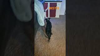 BESTIE puppy cute dog funny pets cutedog [upl. by Lorrad]