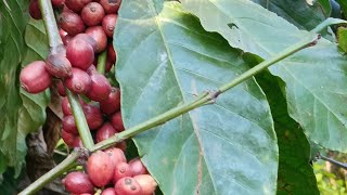 Coffee Plantation  Coorg [upl. by Mazonson]