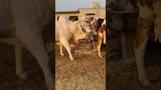 Dominant Breeder Bull shorts shortvideo cow [upl. by Ramsay]