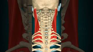 Sternocleidomastoid  ActionThyroid cartilage DepressionHead Flexion Vertebral column Flexion [upl. by Haeckel518]